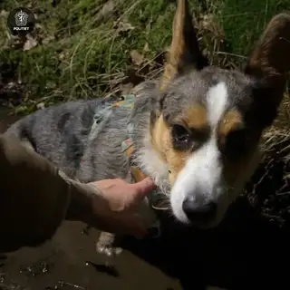 Bildet er beskrevet av tidligere melding.