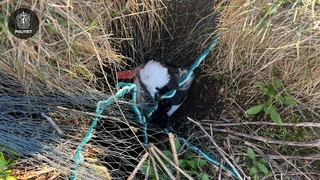 Bildet er beskrevet av tidligere melding.